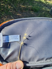 Bouteloua rigidiseta