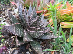 Aristaloe aristata