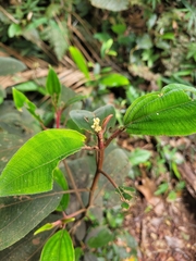 Miconieae