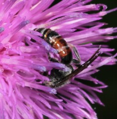 Sphecodogastra