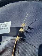 Bouteloua rigidiseta
