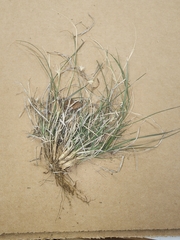 Bouteloua rigidiseta