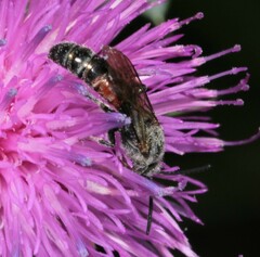 Sphecodogastra