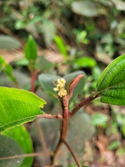 Miconieae