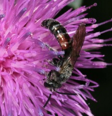 Sphecodogastra