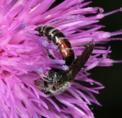 Sphecodogastra