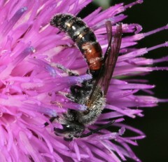 Sphecodogastra
