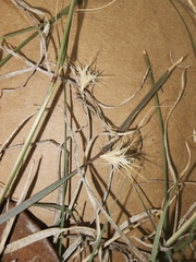 Bouteloua rigidiseta