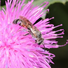 Sphecodogastra