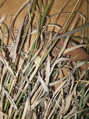 Bouteloua rigidiseta