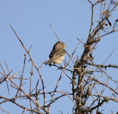 Sporophila caerulescens