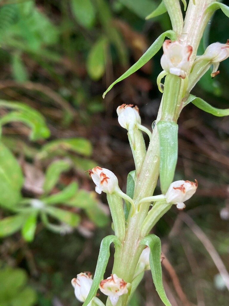 Satyrium ligulatum