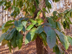 Oxydendrum arboreum