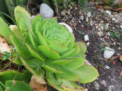 Aeonium canariense