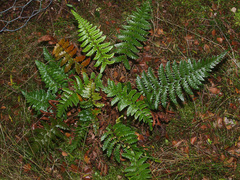 Polystichum wawranum