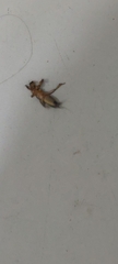 Gryllotalpa orientalis