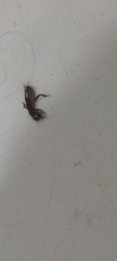Gryllotalpa orientalis