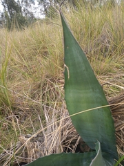 Agave salmiana