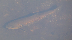 Salmo trutta