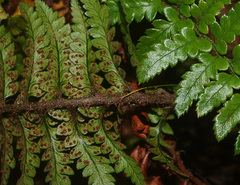 Polystichum wawranum