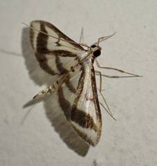 Perisyntrocha