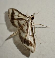 Perisyntrocha