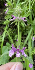 Stachys grandidentata
