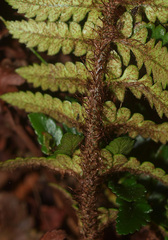 Polystichum wawranum