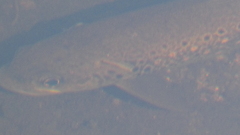 Salmo trutta