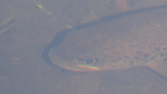 Salmo trutta