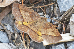 Metarranthis obfirmaria