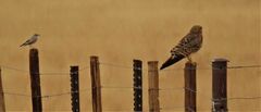 Falco rupicoloides