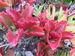 Kalanchoe sexangularis