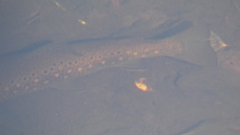 Salmo trutta
