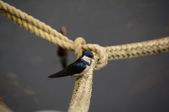 Hirundo albigularis