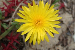 Lampranthus fergusoniae