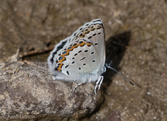 Plebejus idas atrapraetextus