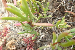 Lampranthus fergusoniae