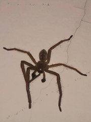 Olios sericeus