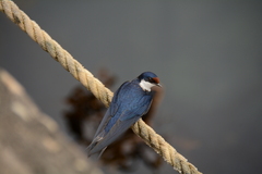 Hirundo albigularis