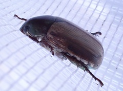 Anomala brachycaula