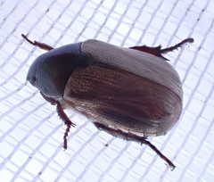 Anomala brachycaula