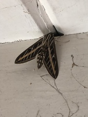 Hyles lineata