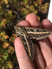 Hyles lineata