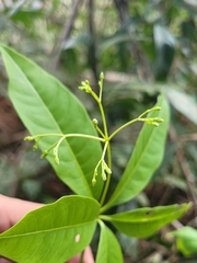 Rauvolfia