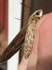 Hyles lineata