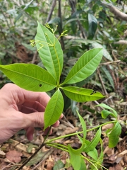 Rauvolfia