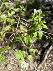 Ageratina havanensis