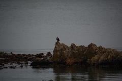 Microcarbo coronatus