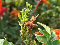 Polistes arizonensis